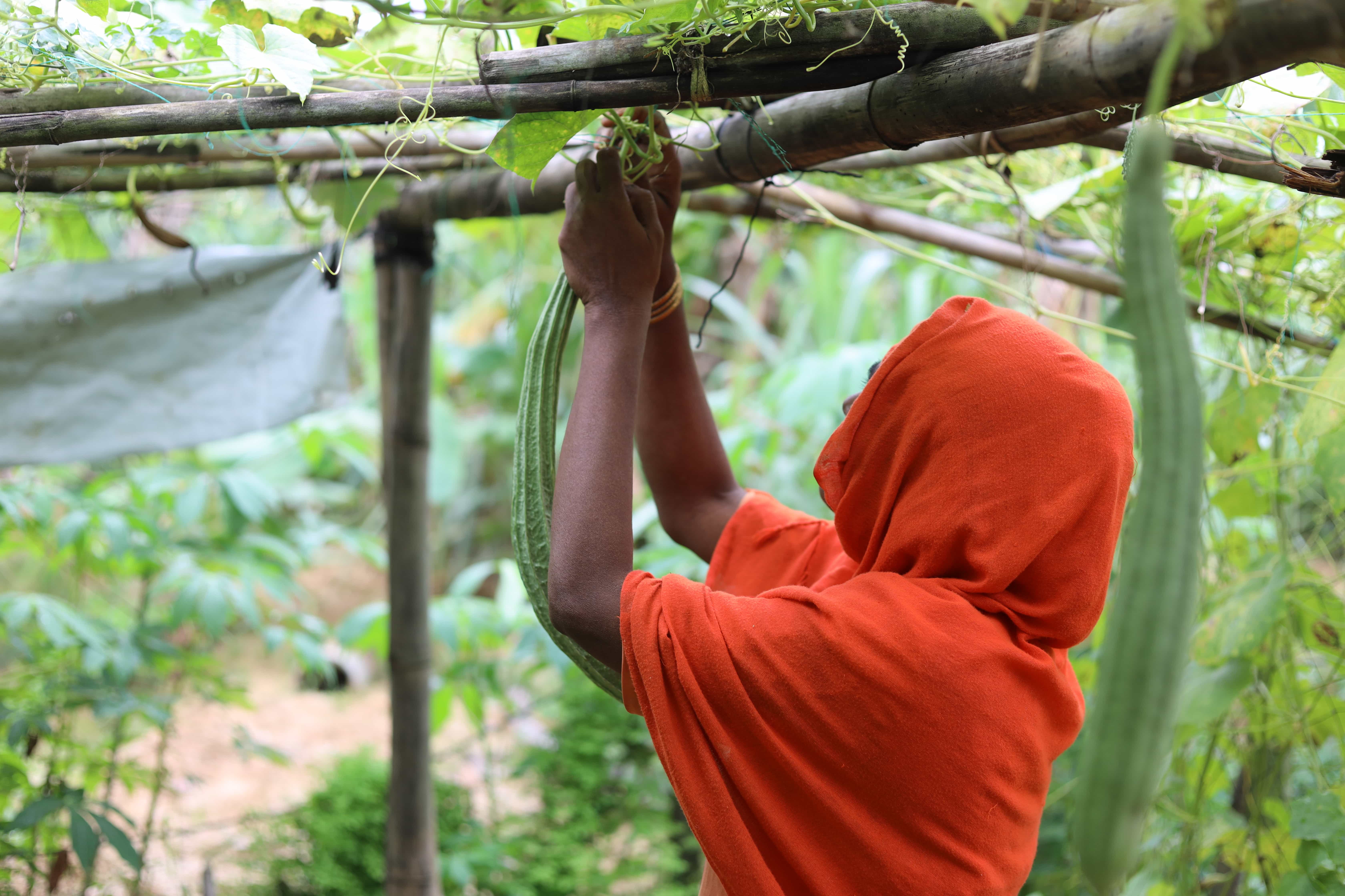 Bangladesh. Livelihood Activities For Refugees